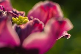 purple Flower Sunrise Nature