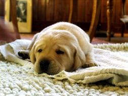 Labrador puppy resting on the floor