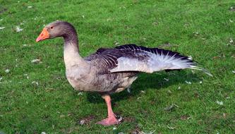 stretching goose