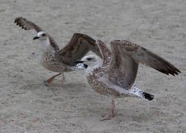 Seagulls Pair Dance sand