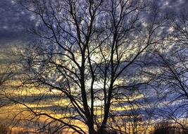 bare crowns of Trees at colorful sunset sky