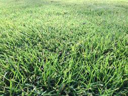 green grass on a soccer field close up