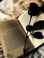 Beautiful rose flower, on the open "Dancing Jax" book