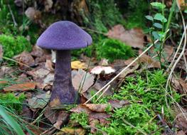 Beautiful, violet Dunkelvioletter mushroom, among the colorful plants of the forest