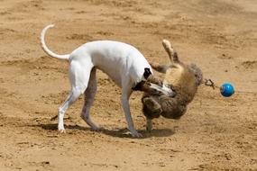 Dog Runs Racing sport