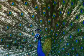 Beautiful and colorful peacock with the open feathers with patterns