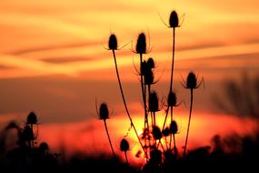 wild teasel against the background of an orange sunset