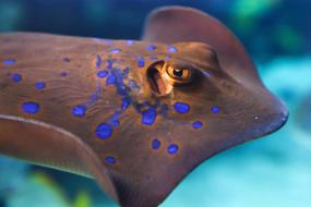 animal head close-up in aquarium