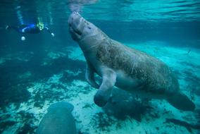 Manatee Swimming