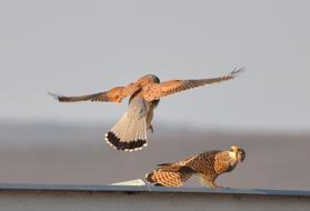 Beautiful and colorful Kestrels in wildlife, at blurred background