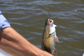 Fishing hand fish
