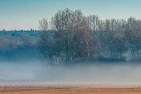 Morning Fog Mood tree