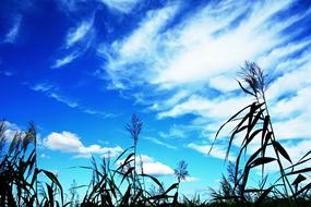 tall cane at blue sky with cirrus clouds