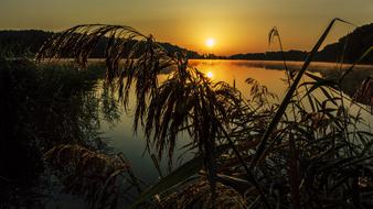silhouette of grass on the shore in a foggy morning
