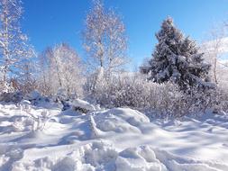 landscape of Winter Forest in Snow