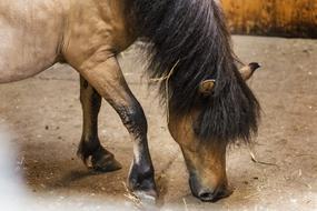 brown Horse Pony