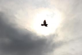 Bird in Flight at cloudy sky