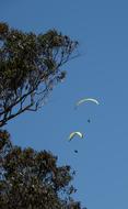 Beautiful para-gliders, colorful trees and blue sky, in Australia