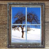 Window Old tree snow
