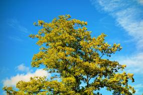 green tree top against the background of the summer blue sky