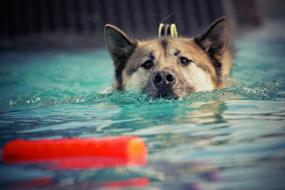 Dog swimming Water