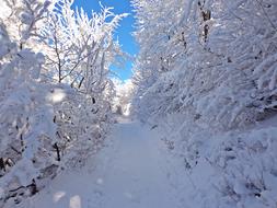 Snowy Forest at sunny Winter day