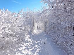 Winter Forest Snow road