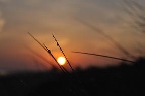 grass silhouettes at sunset on blurred background