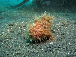 Angler Diving red Fish