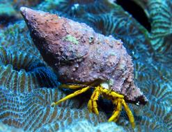 Underwater Creature Marine crab