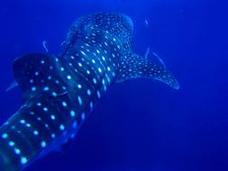 Whale Shark blue sea