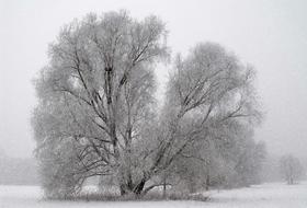Season Winter Tree snow