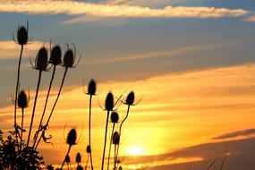 silhouette of thorny grass against the sunset sky