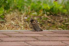 Sparrow Mazurka