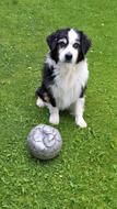 Australian Shepherd, Black and White puppy dog sits on lawn near ball