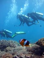 photo of three scuba divers under water