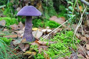 Mushroom Dunkelvioletter on the forest floor close-up