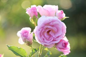 Rose Fukushima flowers