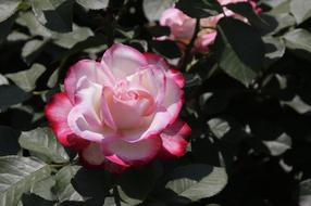 pink white Flowers Nature