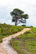 landscape of a dirt road in Hampshire, England