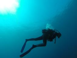 diver is diving in the sea