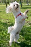 furry White dog standing on hind legs