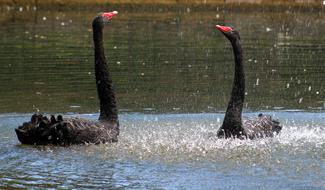 Black Swans Birds