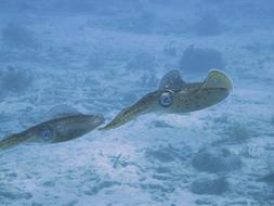 Squid Underwater