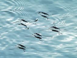 mosquitoes on the water as a dancing