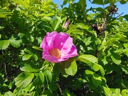 Rosa Flowers Shrub