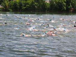 Swimmers on the triathlon competition, in the Danube River, with ripple, near the green trees