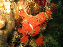 Frogfish red