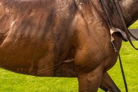 Horse Racing speed