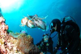 two divers underwater